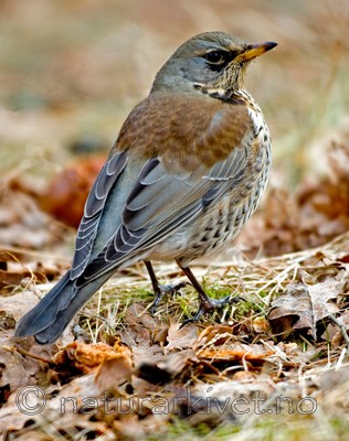 BB 05 0050 / Turdus pilaris / Gråtrost